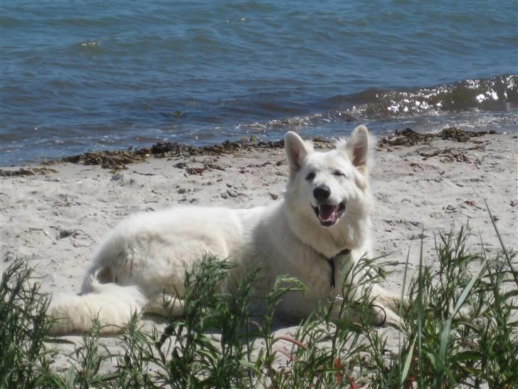 Hvid schæfer Mechlenborgs Aslan - Hej det er mig der ligger i mors madskål billede 1