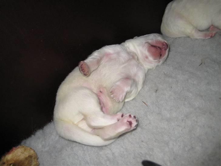 Hvid schæfer Mechlenborgs Aslan - Åh en lille lur hvor maven kan luftes lidt er skønt billede 2