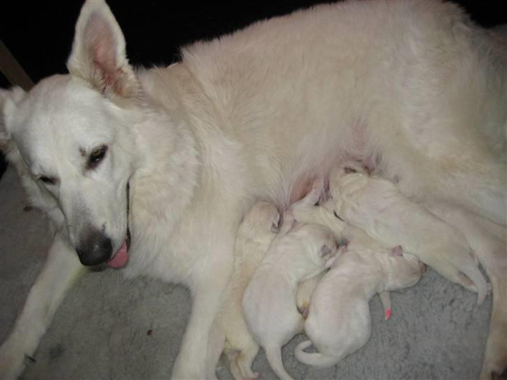 Hvid schæfer Mechlenborgs Aslan - Så er det madtid juhu billede 3