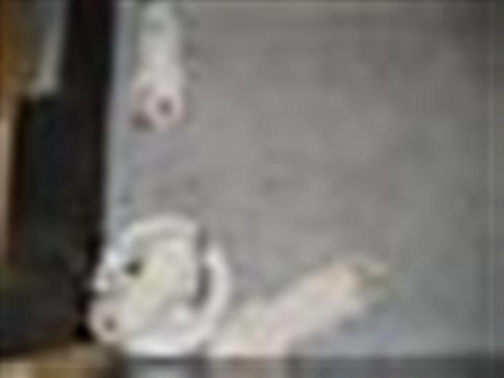 Hvid schæfer Mechlenborgs Aslan - Hej det er mig der ligger i mors madskål billede 4