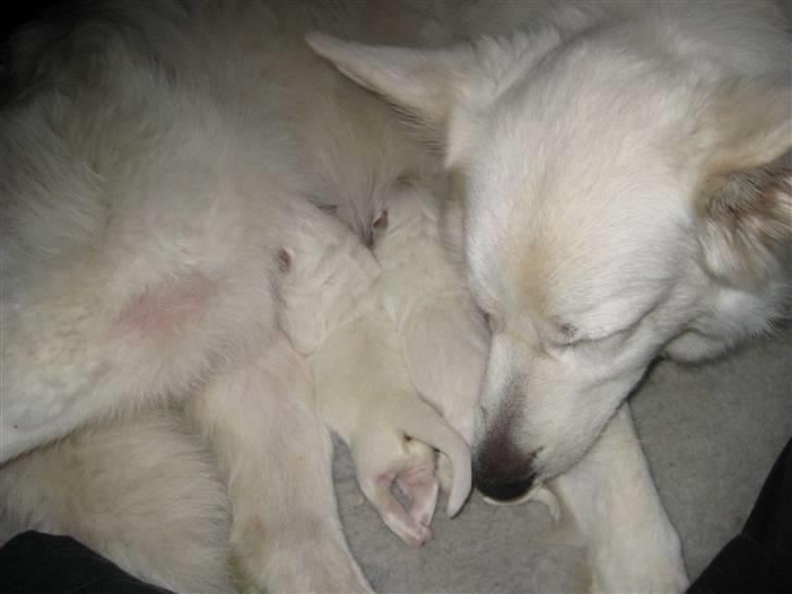 Hvid schæfer Mechlenborgs Aslan - Åh nej nu skal jeg igen vaskes billede 5