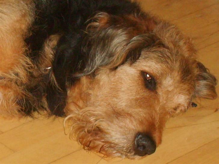 Blanding af racer Kashmir - ER vågen,var der noget? Syntes bare du er så smuk Kashmir. billede 2