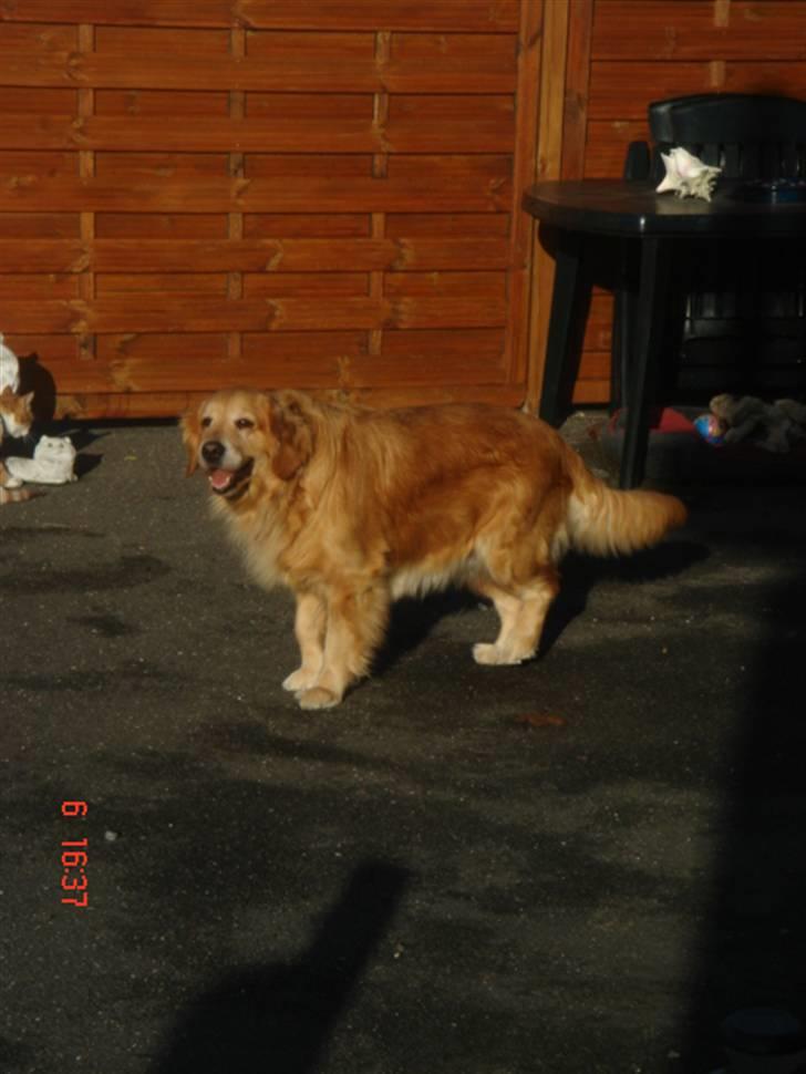 Golden retriever Golden Jives Frida. R.I.P - taget okt 2008 billede 7