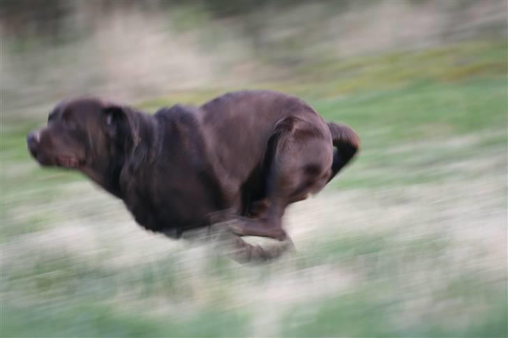 Labrador retriever Baloo - Jeg komner først billede 8