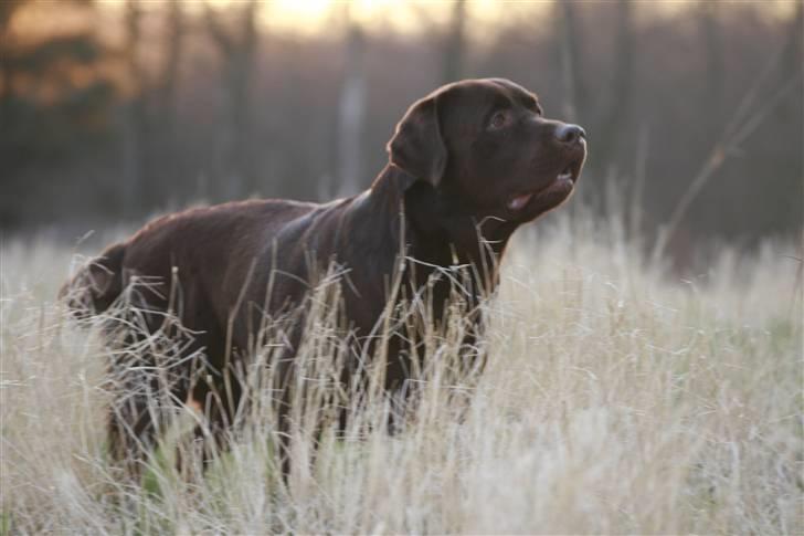 Labrador retriever Baloo - Baloo får fært af vildt  billede 9