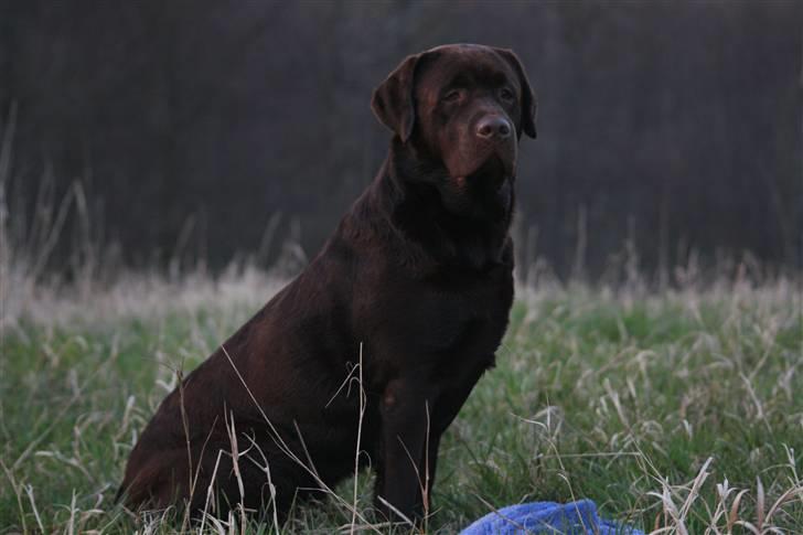 Labrador retriever Baloo billede 10