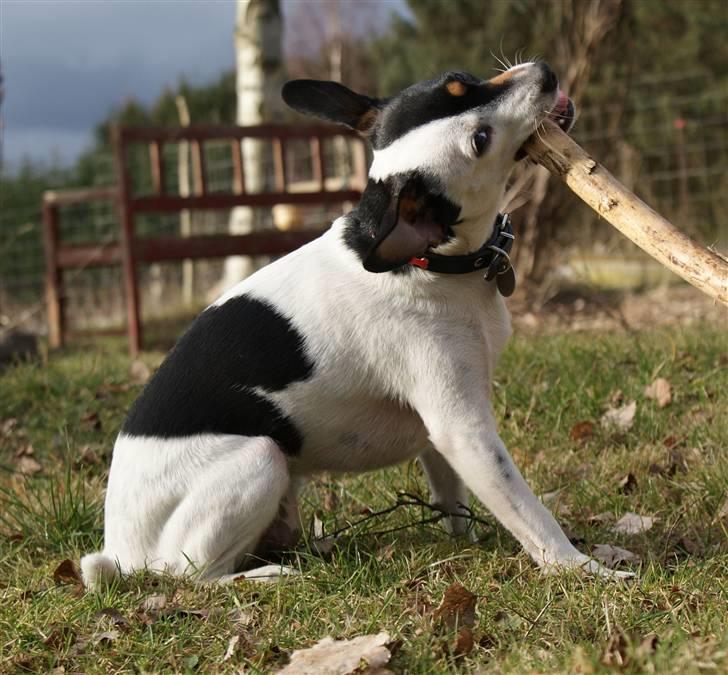 Dansk svensk gaardhund Dina - uhm...gnaf, gnaf... billede 12