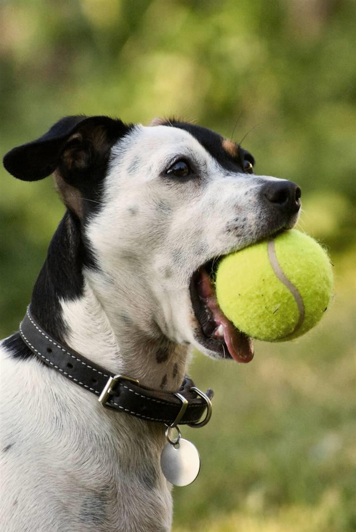 Dansk svensk gaardhund Dina - gisp, hvor er tennisbolde altså store billede 13