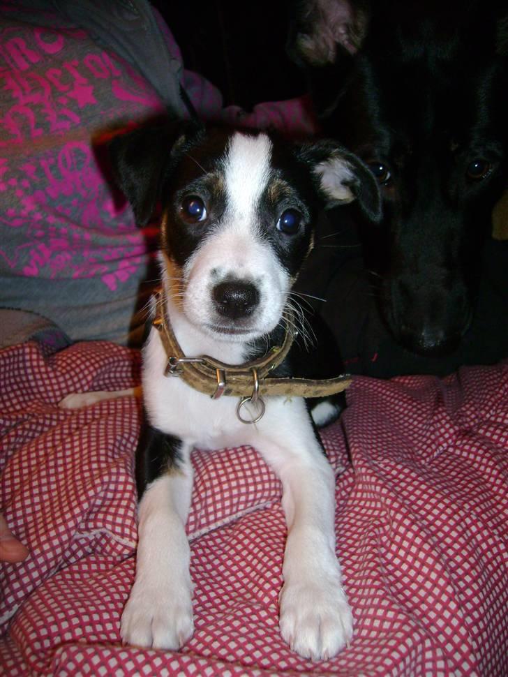 Dansk svensk gaardhund Aggie - Aggie.......En stor hund i en lille krop    :o) billede 1