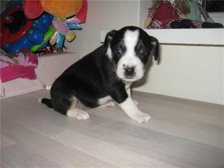 Dansk svensk gaardhund Aggie - 5 uger gammel      :o) billede 2