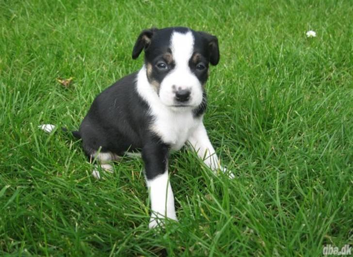 Dansk svensk gaardhund Aggie - 6 uger gammel og med mod på livet     billede 3