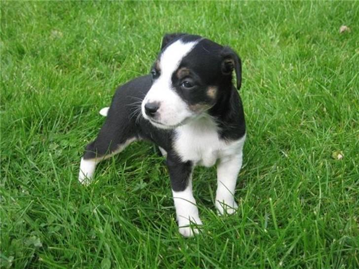 Dansk svensk gaardhund Aggie - Verden er stor, men ikke for stor for Aggie. billede 4