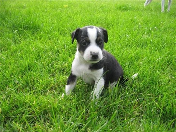 Dansk svensk gaardhund Aggie - Hvor blev de andre af ? billede 5