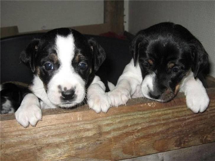 Dansk svensk gaardhund Aggie - 7 uger gammel og absolut ikke tilfreds med der er sat stopper for verden billede 6