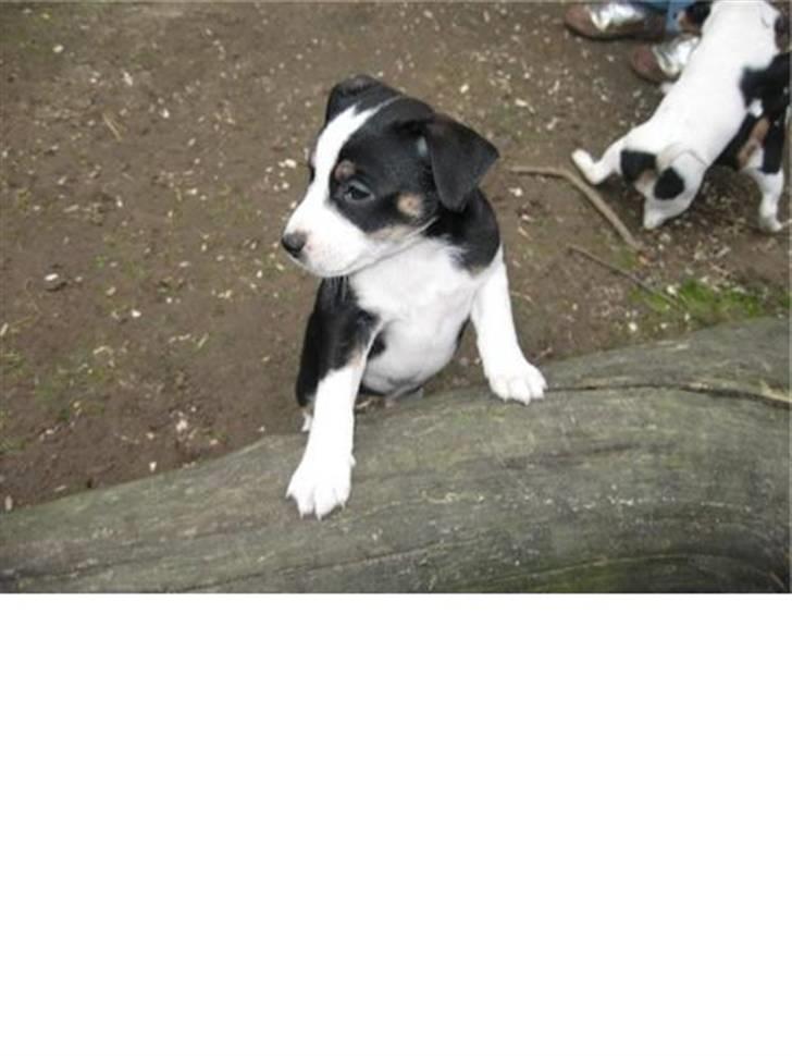 Dansk svensk gaardhund Aggie - Så er der dømt skovtur. billede 7