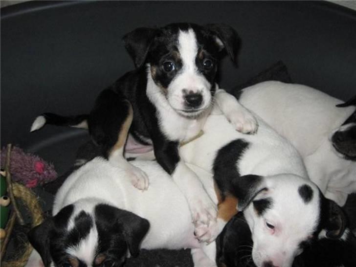 Dansk svensk gaardhund Aggie - Skal da lige tjekke der ikke sker noget mere spændende   ;o) billede 8