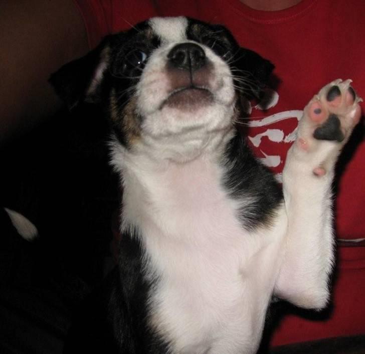 Dansk svensk gaardhund Aggie - Hallooooo..........jeg er her ! billede 9