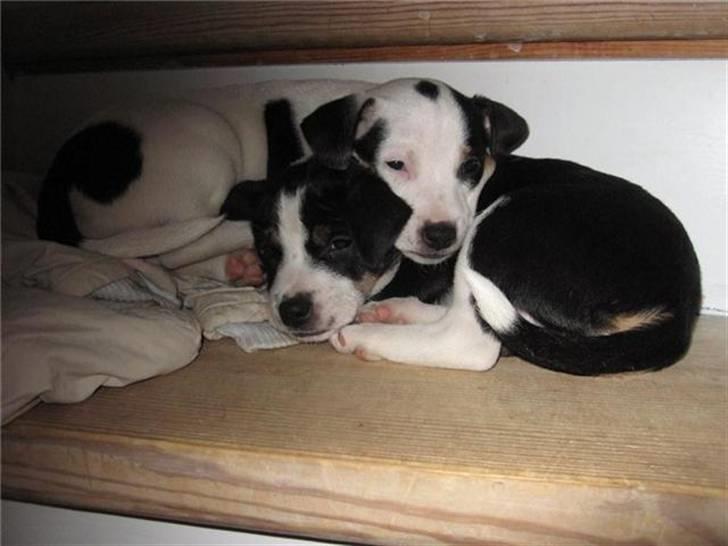 Dansk svensk gaardhund Aggie - Slapper lidt af med søster billede 10