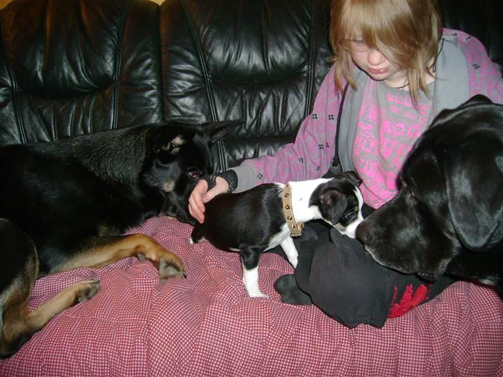 Dansk svensk gaardhund Aggie - Så er jeg hjemme ! 8 1/2 uge gammel billede 11