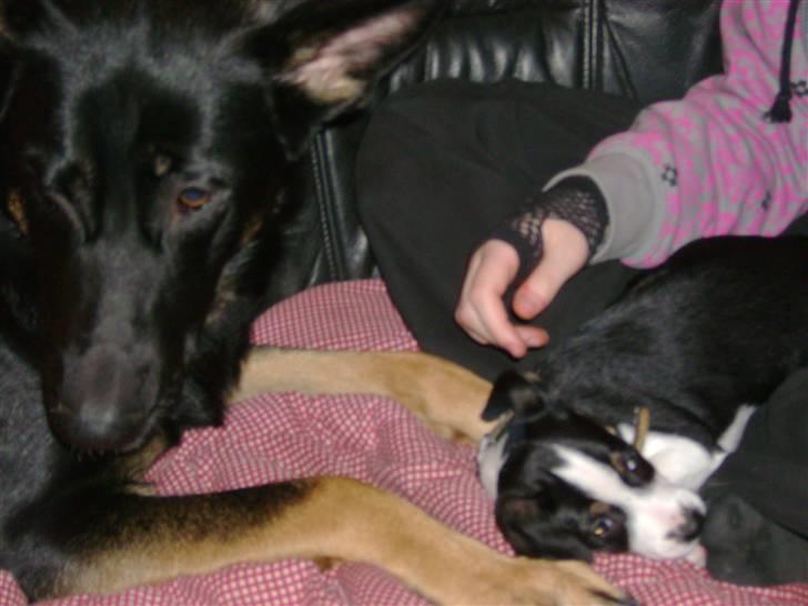 Dansk svensk gaardhund Aggie - Ihhhh hvor er de altså nysgerrige. billede 12