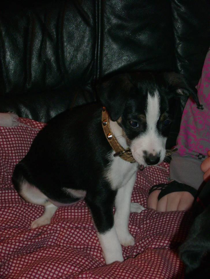 Dansk svensk gaardhund Aggie - Nå....endelig lidt fred så jeg kan lurer lidt i ro billede 13