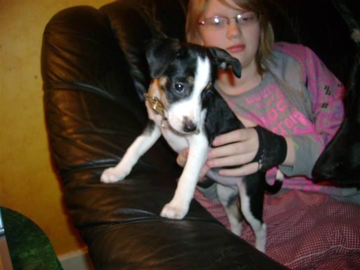 Dansk svensk gaardhund Aggie - Jamen altså.......Det bord ser altså spændende ud billede 14