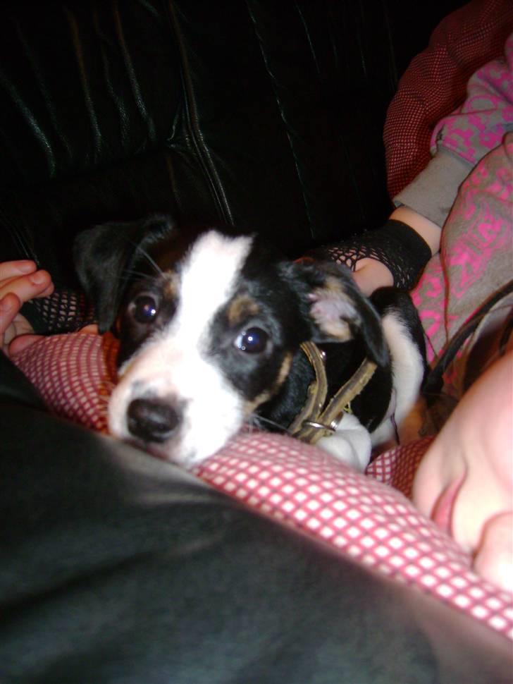 Dansk svensk gaardhund Aggie - Pu ha.....det er overvældende billede 15