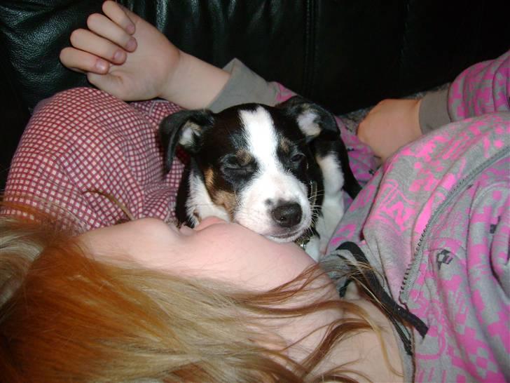 Dansk svensk gaardhund Aggie - Godt jeg har en flok jeg kan beordrer til at putte med mig billede 16