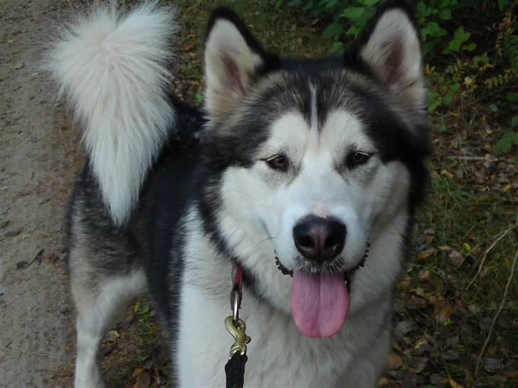 Alaskan malamute Moon song´s Tan Gaby DKCH billede 1