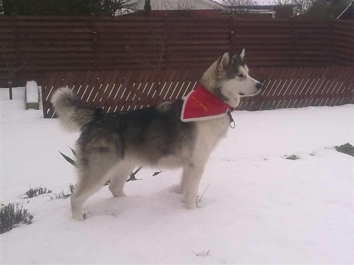 Alaskan malamute Moon song´s Tan Gaby DKCH billede 3