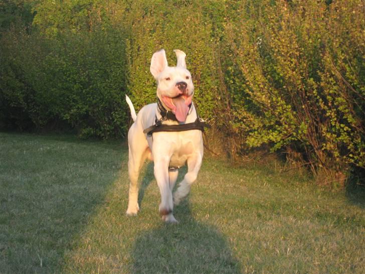 Dogo argentino Pablo Escobar(dogo dreng) - pablo er sikker på at vifter man hårdt nok med ørerne så kan man flyve ;) billede 13