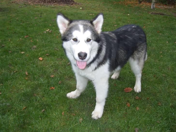 Alaskan malamute Moon song´s Tan Gaby DKCH billede 5