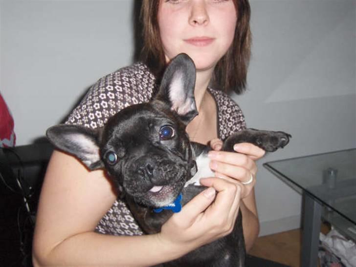 Fransk bulldog Charco billede 3