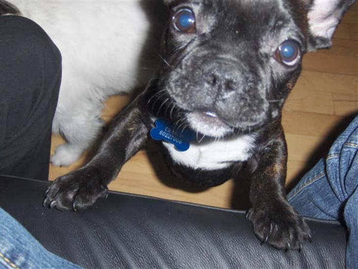 Fransk bulldog Charco billede 4