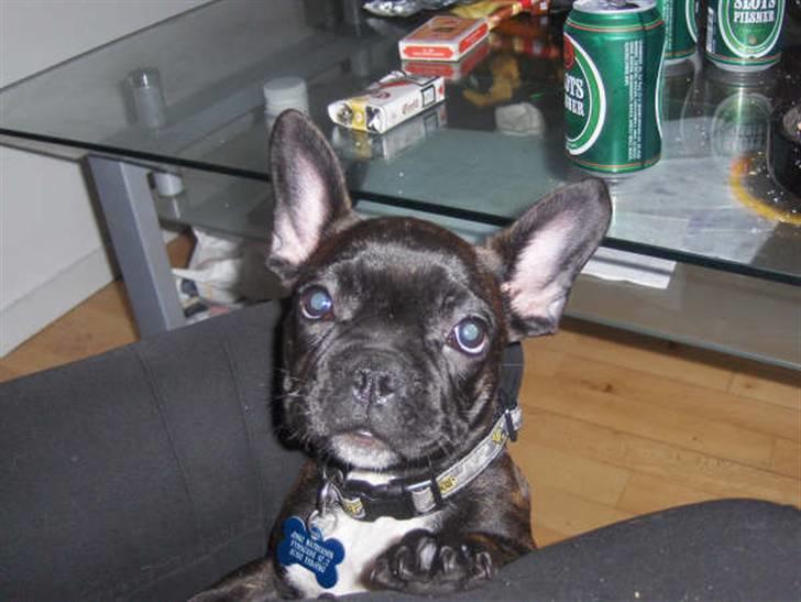 Fransk bulldog Charco billede 5