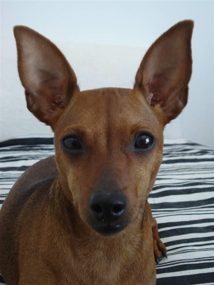 Dvaergpinscher Ami billede 1
