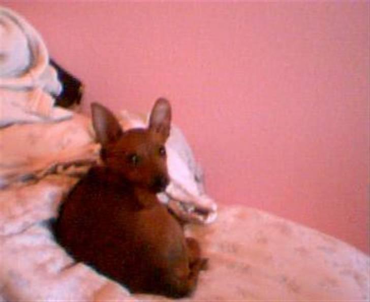 Dvaergpinscher Ami billede 2