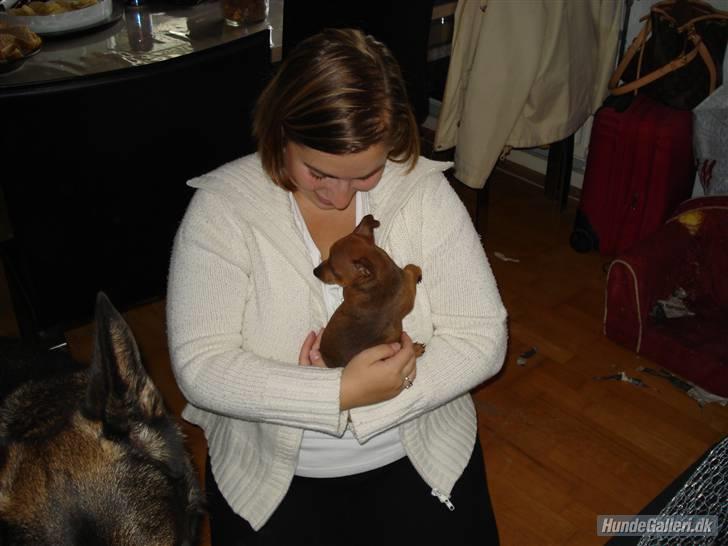 Dvaergpinscher Ami billede 3