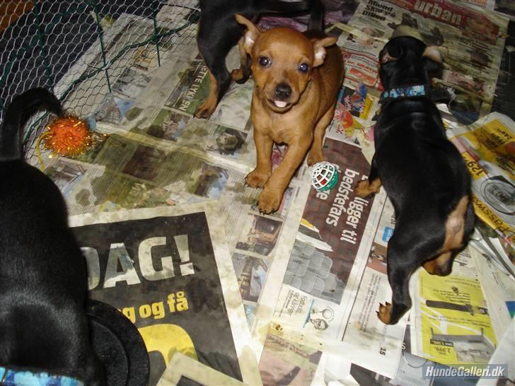 Dvaergpinscher Ami billede 4