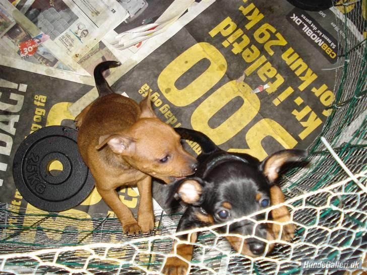 Dvaergpinscher Ami billede 5