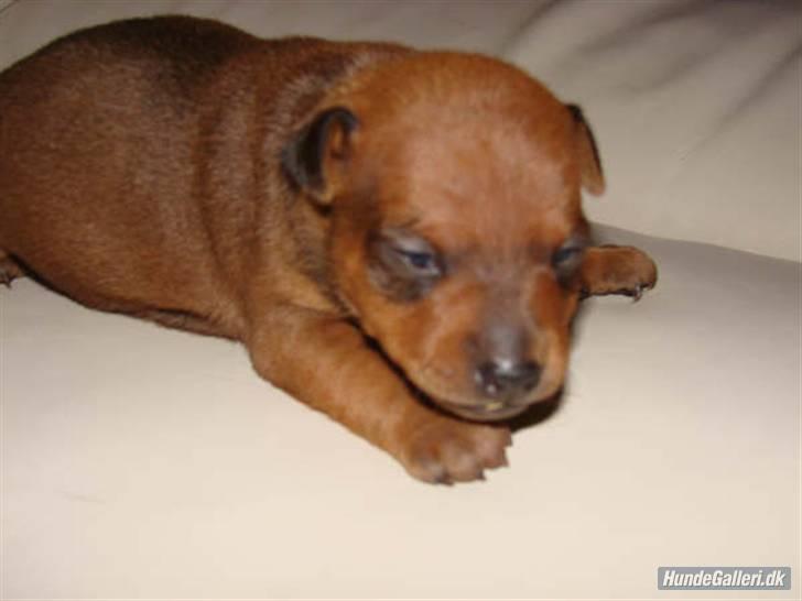 Dvaergpinscher Ami billede 6