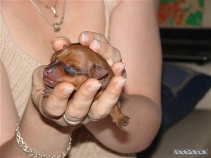 Dvaergpinscher Ami billede 7