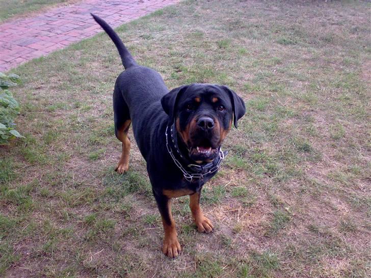 Rottweiler Chica  *Død Nov. 2008 * - 24.7.2008 Er jeg ikke skøn ? billede 11
