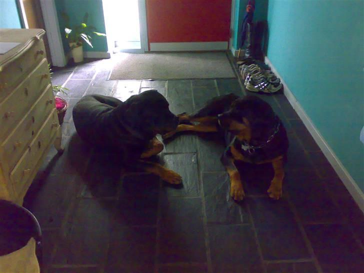 Rottweiler Chica  *Død Nov. 2008 * - Samson og Jeg, det er hårdt at være forelsket 28.08.08 billede 12