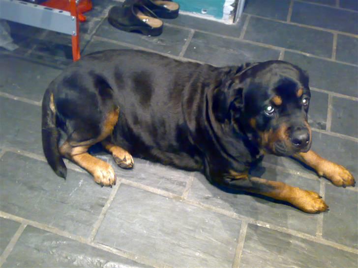 Rottweiler Chica  *Død Nov. 2008 * - Puha det er hårdt, den forelskelse fik da godt nok følger ......   21.10.08 Godt der kun er en uge tilbage. billede 13