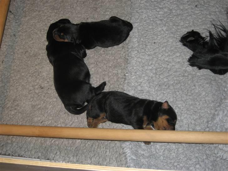 Rottweiler Chica  *Død Nov. 2008 * - Chica´s hvalpe Goliat og Ludvig (3 dage) sammen med deres "halvbror" Pleacs billede 14