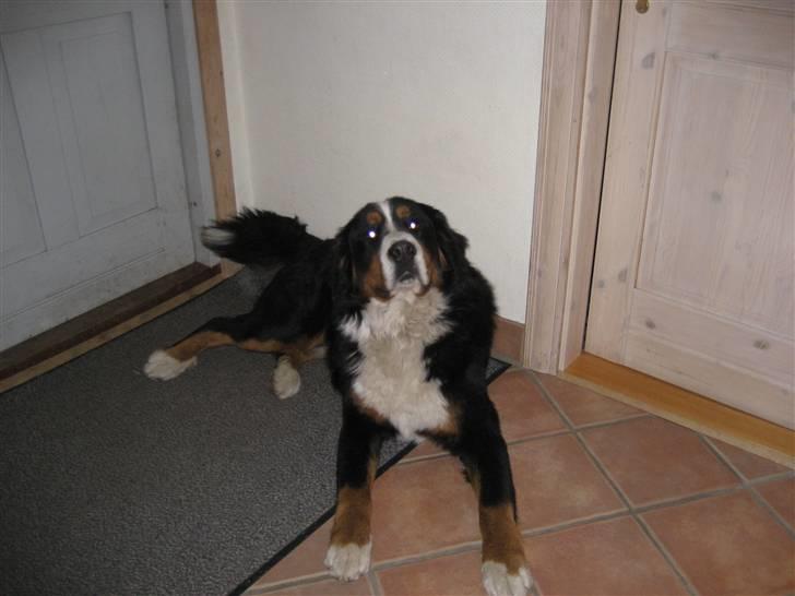 Berner sennenhund Buller billede 15