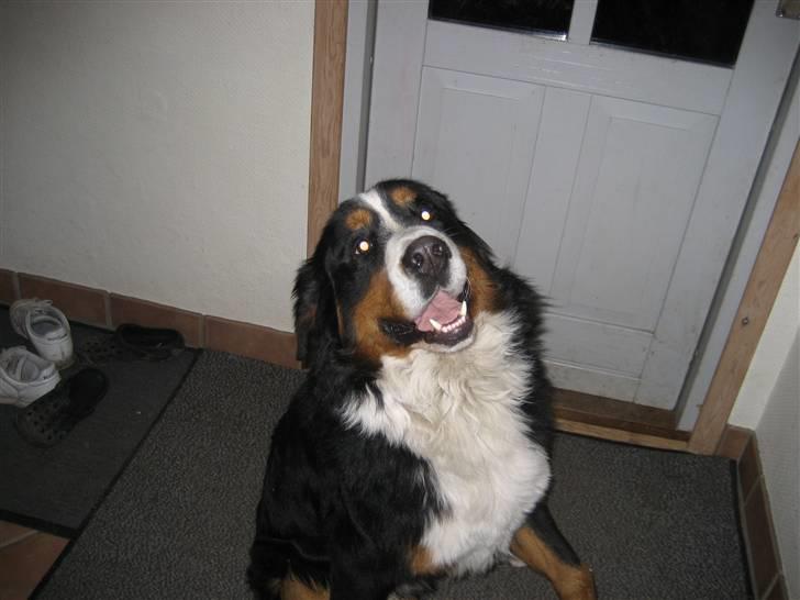 Berner sennenhund Buller billede 16