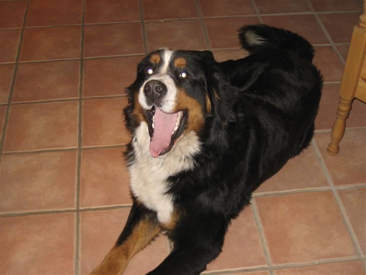 Berner sennenhund Buller billede 17