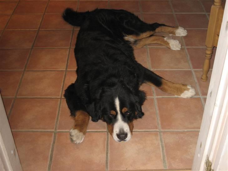 Berner sennenhund Buller billede 18